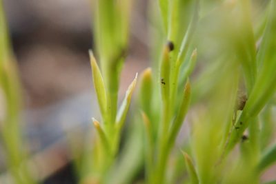 Thesium costatum, photographed by Jimmy Whatmore