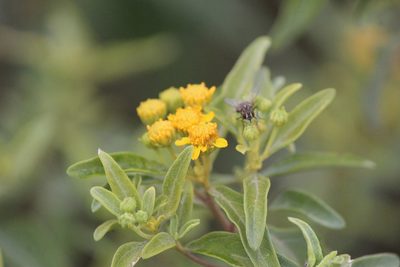 Zaluzania augusta, photographed by José Belem Hernández Díaz