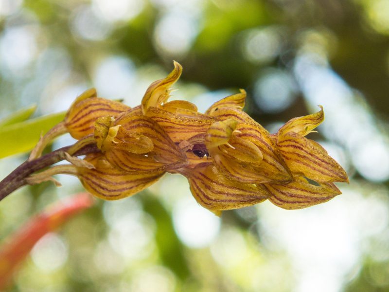 Bulbophyllum orientale, photographed by Gerard Chartier