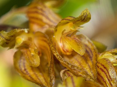 Bulbophyllum orientale, photographed by Gerard Chartier