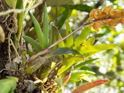 Bulbophyllum orientale, photographed by Gerard Chartier