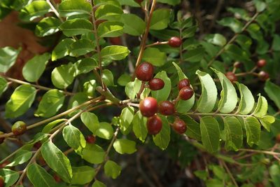 Clausena anisata, photographed by Jimmy Whatmore