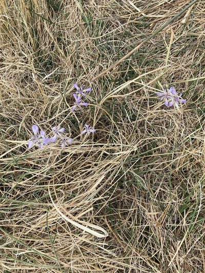 Moraea simulans, photographed by flamelily