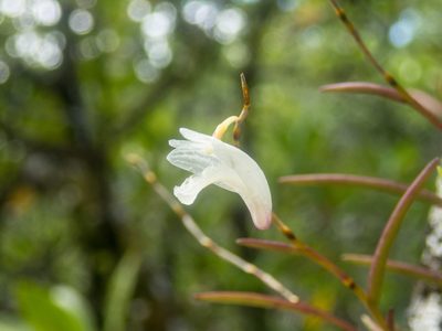 Dendrobium acerosum, photographed by Gerard Chartier