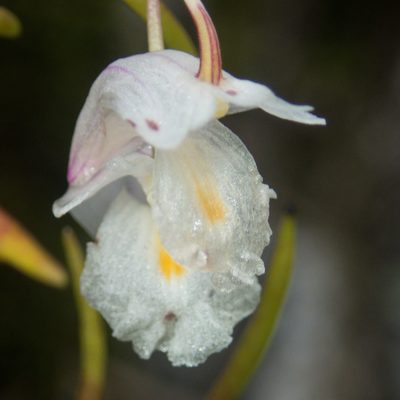 Dendrobium acerosum, photographed by Gerard Chartier