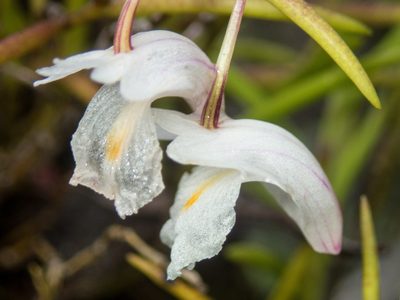 Dendrobium acerosum, photographed by Gerard Chartier