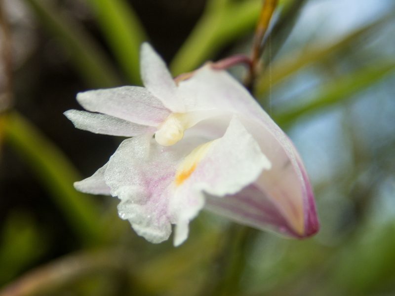 Dendrobium acerosum, photographed by Gerard Chartier