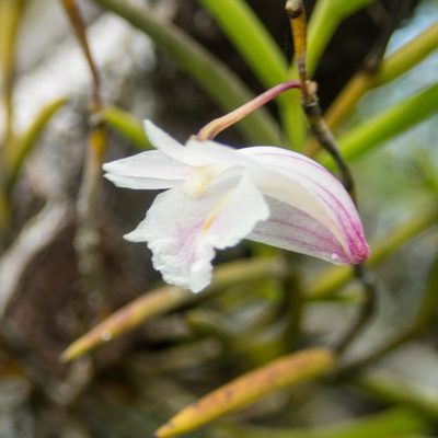 Dendrobium acerosum, photographed by Gerard Chartier