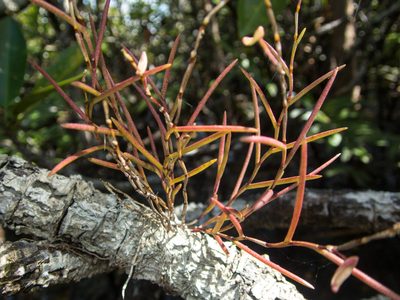 Dendrobium acerosum, photographed by Gerard Chartier