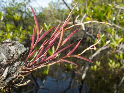 Dendrobium acerosum, photographed by Gerard Chartier