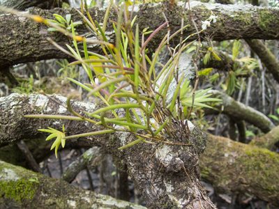 Dendrobium acerosum, photographed by Gerard Chartier
