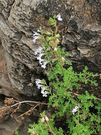 Salvia namaensis, photographed by flamelily