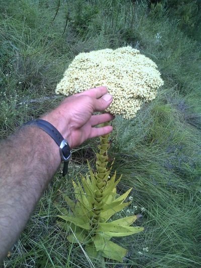 Crassula acinaciformis, photographed by Jimmy Whatmore