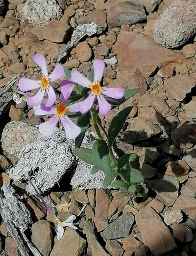 Zaluzianskya violacea, photographed by flamelily