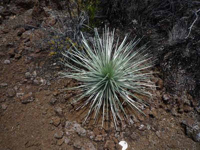 Argyroxiphium sandwicense, photographed by Fabien Anthelme
