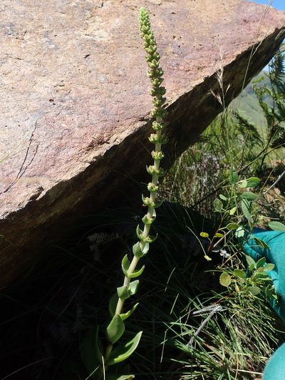 Crassula nodulosa, photographed by Jimmy Whatmore