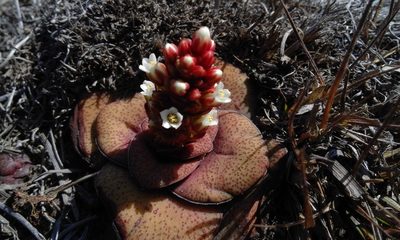 Crassula compacta, photographed by Jimmy Whatmore