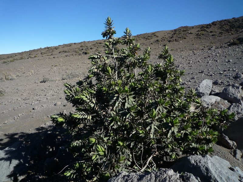 Dubautia arborea, photographed by Fabien Anthelme