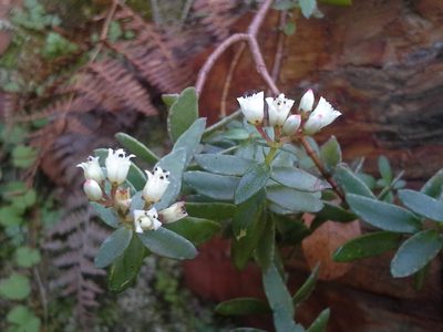 Crassula sarcocaulis, photographed by Jimmy Whatmore