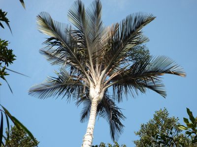 Ceroxylon parvifrons, photographed by Fabien Anthelme