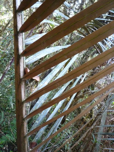 Ceroxylon parvifrons, photographed by Fabien Anthelme