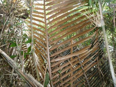 Ceroxylon parvifrons, photographed by Fabien Anthelme