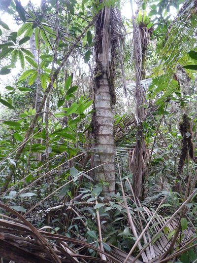Ceroxylon parvifrons, photographed by Fabien Anthelme