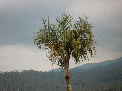 Ceroxylon vogelianum, photographed by Fabien Anthelme