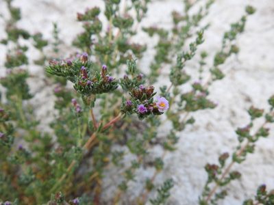 Frankenia boissieri, photographed by Duarte Frade
