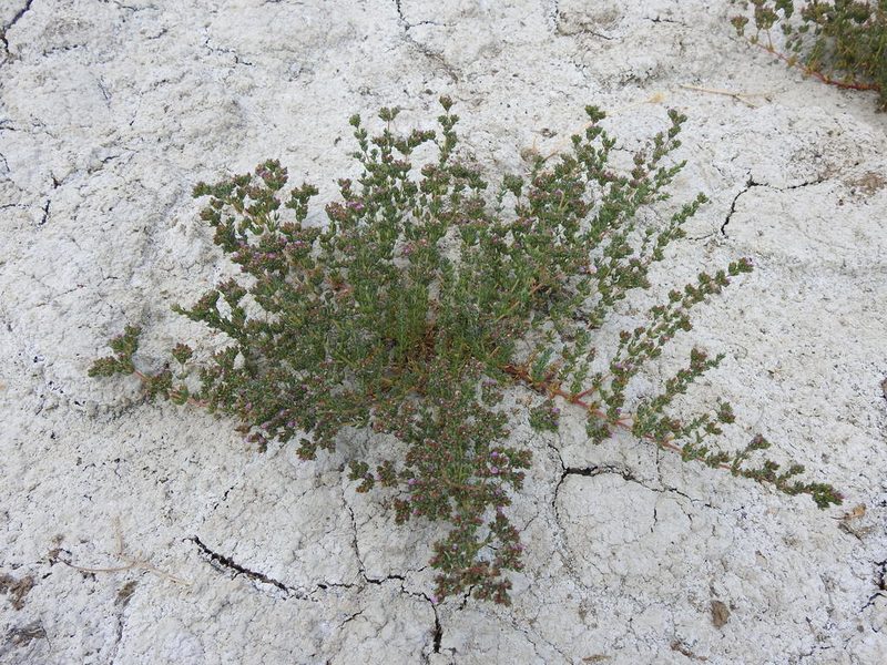 Frankenia boissieri, photographed by Duarte Frade