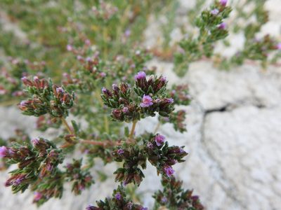 Frankenia boissieri, photographed by Duarte Frade