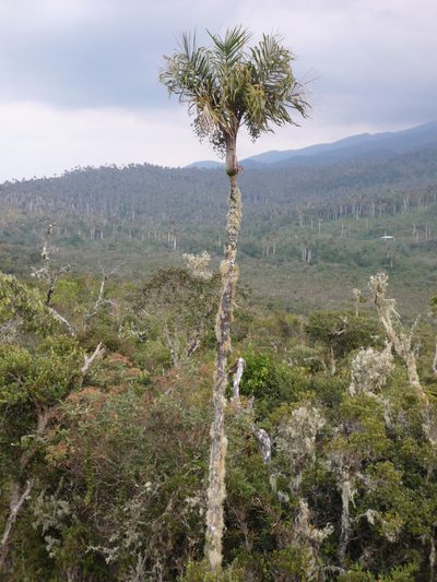 Ceroxylon vogelianum, photographed by Fabien Anthelme