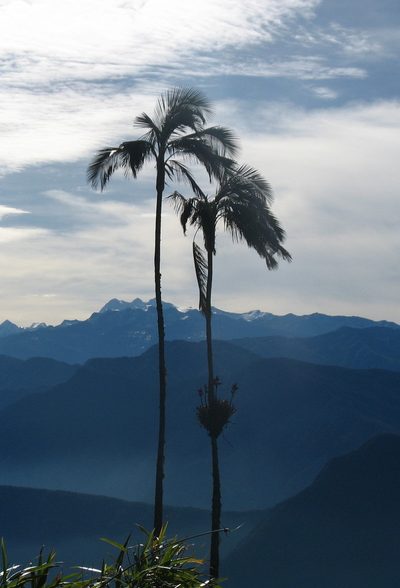 Ceroxylon ceriferum, photographed by Fabien Anthelme