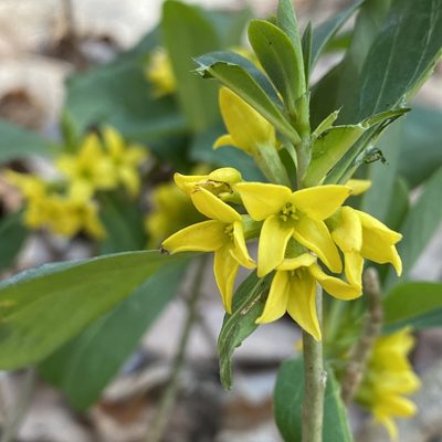 Daphne jezoensis, photographed by ITÔ, Hiroki