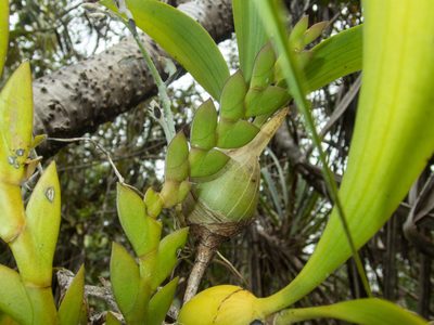 Dendrolirium lasiopetalum, photographed by Gerard Chartier