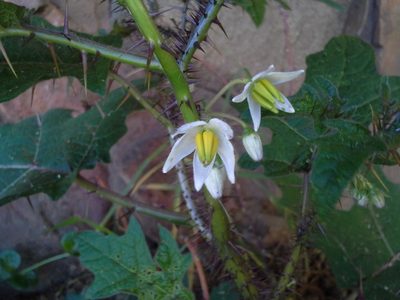 Solanum aculeatissimum, photographed by Jimmy Whatmore