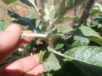 Solanum giganteum, photographed by Jimmy Whatmore