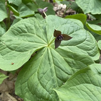 Trillium apetalon, photographed by ITÔ, Hiroki