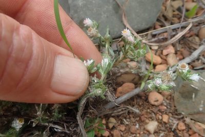 Helichrysum argyrosphaerum, photographed by Jimmy Whatmore