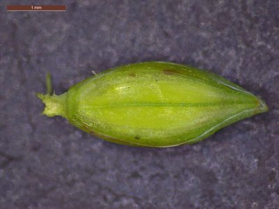 Paspalum acuminatum, photographed by Dan Johnson