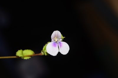 Impatiens lawii, photographed by S.MORE