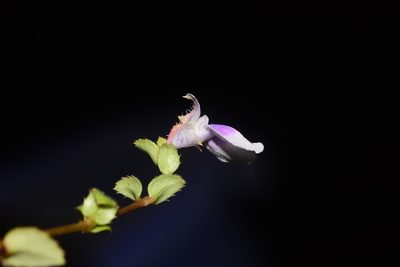 Impatiens lawii, photographed by S.MORE