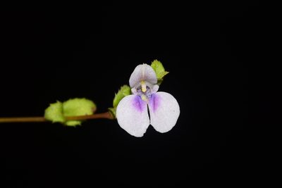 Impatiens lawii, photographed by S.MORE