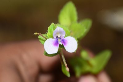 Impatiens lawii, photographed by S.MORE