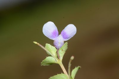 Impatiens lawii, photographed by S.MORE