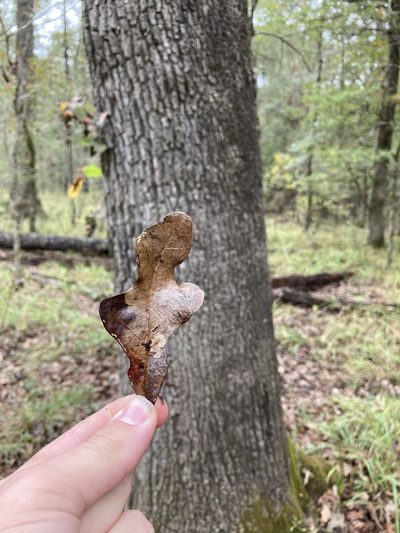 Quercus similis, photographed by John Michael