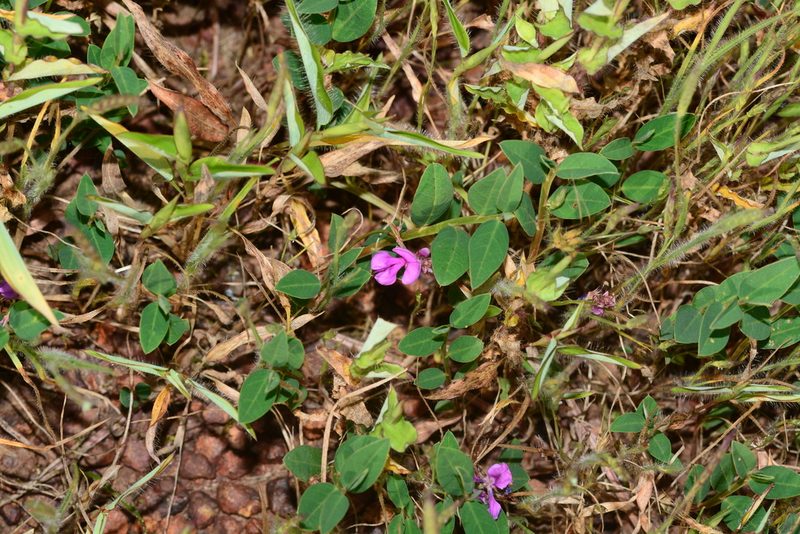 Indigofera dalzelliana, photographed by S.MORE