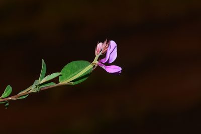 Indigofera dalzelliana, photographed by S.MORE