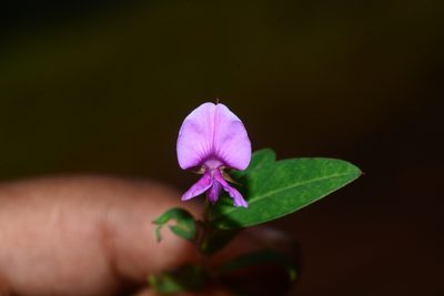 Indigofera dalzelliana, photographed by S.MORE