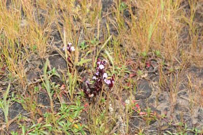 Striga gesnerioides, photographed by S.MORE